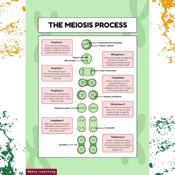 Concept Map for Meiosis: A Visual Guide to Understanding Cell Division