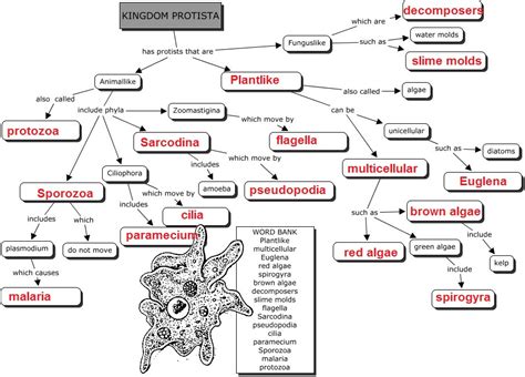 Concept Mapping The Classification Of Protists Answers Epub