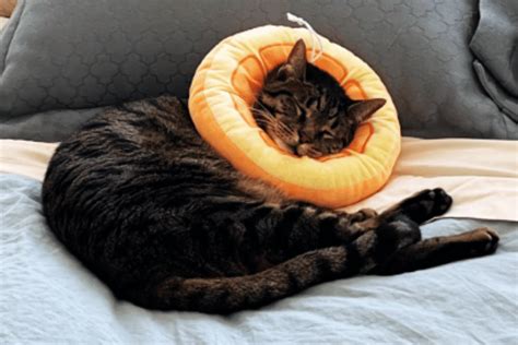 Cone Conundrums: A Hilarious Guide to Cat Cones