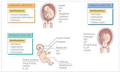 Congenital, Perinatal, and Neonatal Infections Doc