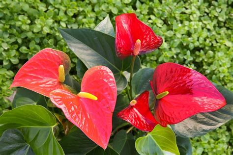 Conheça o Antúrio: A Mais Linda Flor Tropical para o Seu Lar