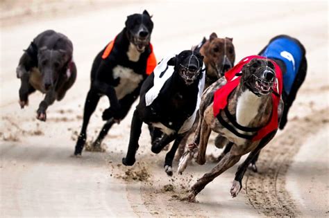 Conheça o Mundo das Corridas de Galgos e Aprenda a Apostar com Sucesso