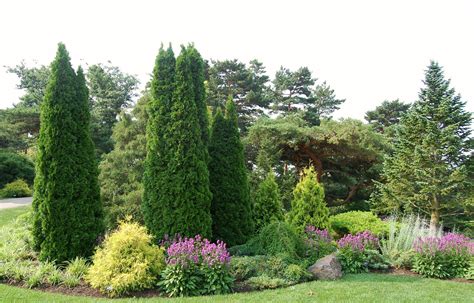 Conifers for Your Gardens Reader