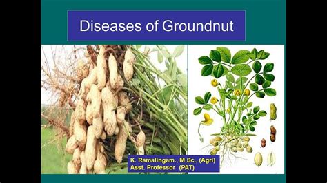 Conquer Groundnut Diseases for Maximum Yield and Profit