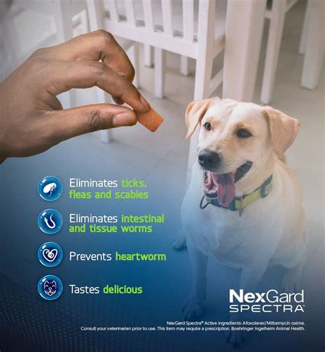 Conquer the Battle Against Fleas and Ticks with NexGard: Safe, Effective, and Convenient