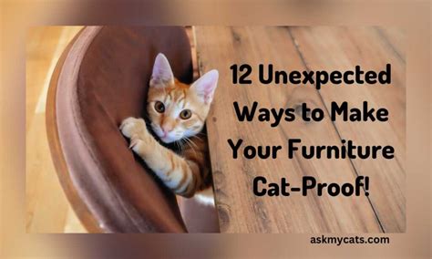 Conquering the Cat Claw: A Comprehensive Guide to Saving Your Furniture