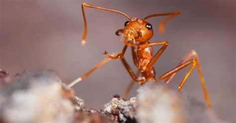 Conquering the Fire Ant Menace in Singapore: A Comprehensive Guide