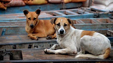 Consequences of the Street Dog Crisis