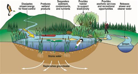 Conservation Management of Freshwater Habitats Lakes, Rivers and Wetlands Kindle Editon