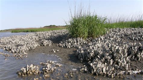 Conservation of Tidal Marshes Reader