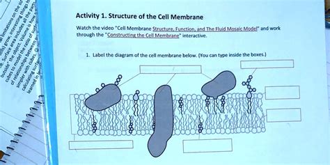 Consider Your Knowledge About the Cell Membrane