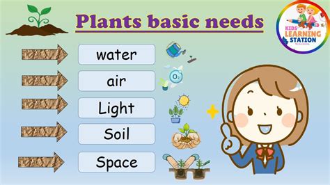 Consider the needs of your plants.