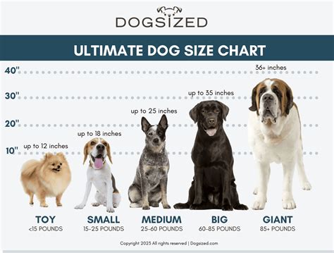 Consider your dog's size and activity level.