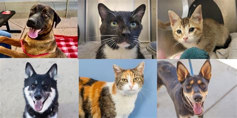 Contra Costa Animal Adoptions: 5,000+ Pets Waiting for Their Forever Homes!