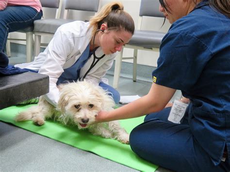 Contra Costa Animal Rescue: Giving Hope to 10,000 Beloved Pets Annually