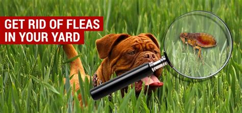 Control Fleas in Yard: 6 Steps to a Flea-Free Zone