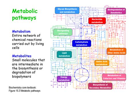 Control of Metabolic Processes 1st Edition PDF