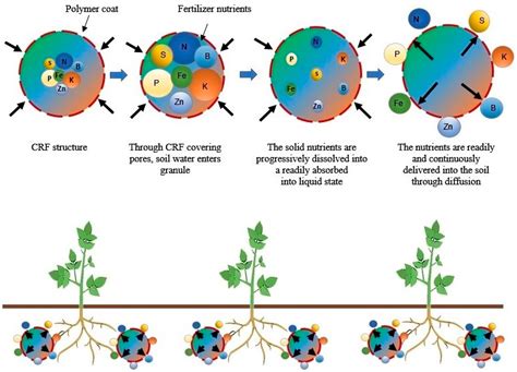 Controlled Nutrient Release: