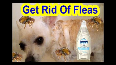 Controlling Fleas on Dogs: An Exhaustive Guide with 10+ Foolproof Techniques