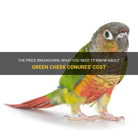 Conure Green Cheek Price: All You Need to Know