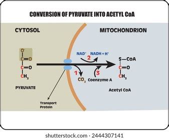 Conversion of Pyruvate to Acetyl CoA: The Gateway to Cellular Metabolism