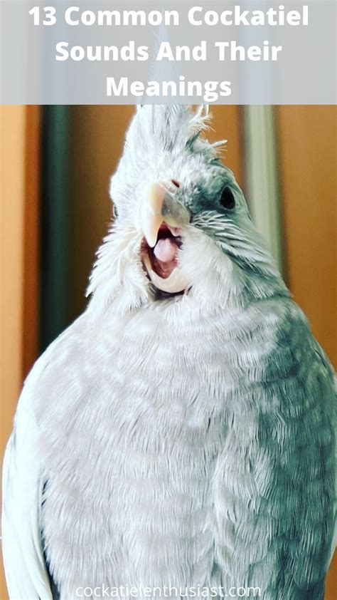 Coo: The Ultimate Guide to the Avian Sound That Can Make You Smile