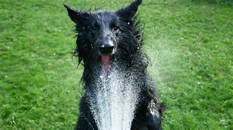 Cool Dog Breeds: Beat the Heat with Canine Companions