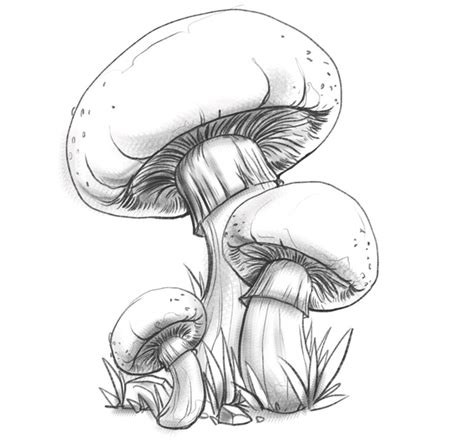 Cool Mushrooms Drawings