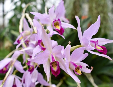 Cool Orchids PDF