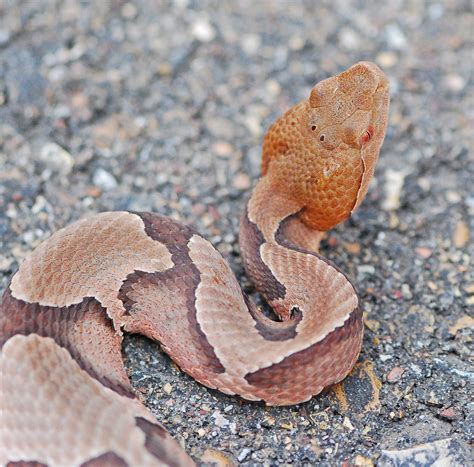 Copperhead Snake