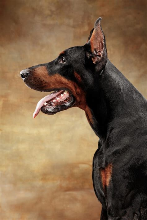 Cora Doberman Studio: A Comprehensive Guide to Unlocking Your Dog's True Potential