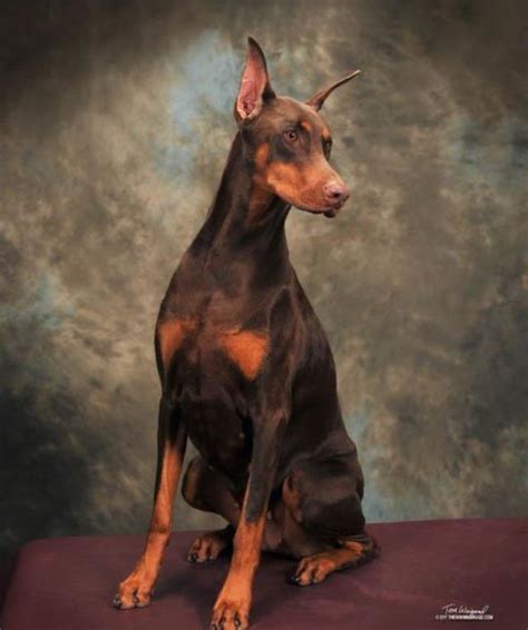 Cora Doberman Studio: A Renowned Leader in Doberman Training