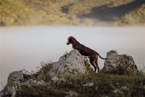 Cora Doberman Studio: The Ultimate Guide for Professional Dog Training