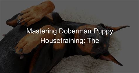 Cora Doberman Studio: The Ultimate Guide to Exceptional Dog Training