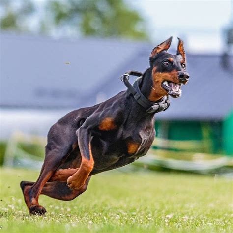 Cora Doberman Studio: The Ultimate Guide to Owning a Doberman