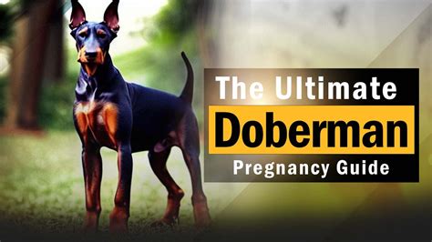 Cora Doberman Studio: The Ultimate Guide to Professional Dog Training