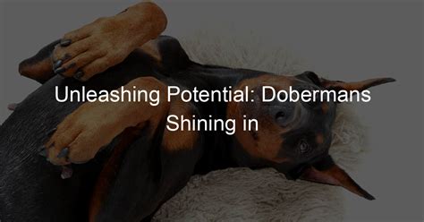 Cora Doberman Studio: Unleashing Canine Potential through Partnership and Training