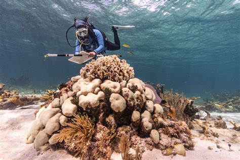 Coral Brekkan: A Comprehensive Guide to Conservation, Sustainability, and Benefits