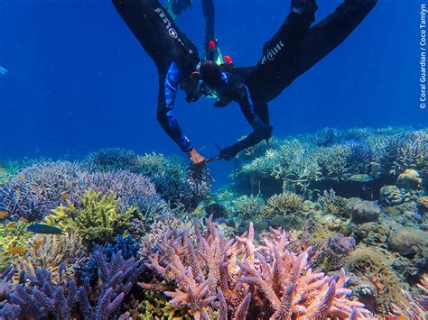 Coral Connect: Unifying Conservation Efforts and Restoring Reef Resilience