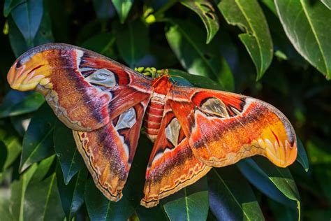 Coral Island Atlas Moth: A Majestic Creature and Its Environmental Significance