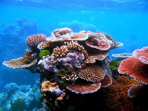 Coral Reefs: The Importance of Coral Reefs