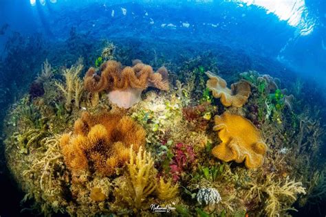 Corals of Keppel Bay: A Thriving Marine Oasis