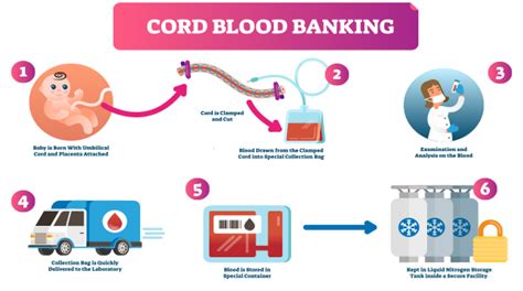 Cordex: Unraveling the Mysteries of Cord Blood Banking