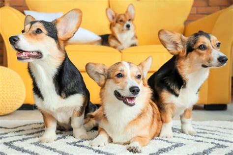 Corgi Dogs for Adoption: A Comprehensive Guide to Finding Your Perfect Companion