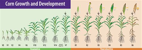 Corn Growth Stage Chart