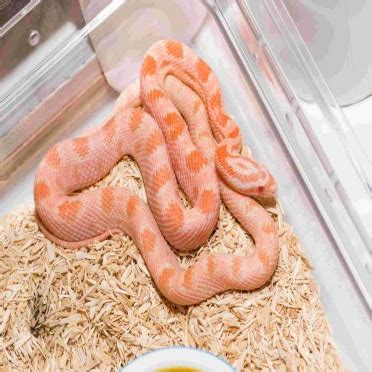 Corn Snakes for Sale: Get Yours Today with Free Shipping!