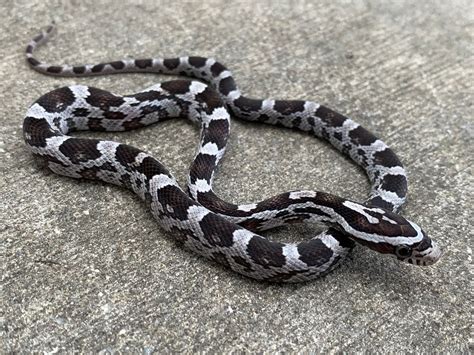 Corn Snakes for Sale with Free Shipping!