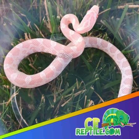 Corn Snakes for Sale with Free Shipping: Your Guide to Finding the Perfect Pet