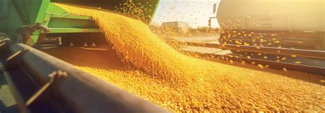 Cornell Yield Rate: A Comprehensive Guide to Maximizing Your Crop's Potential