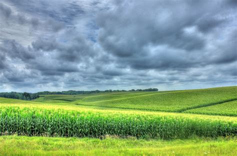 Cornfield: